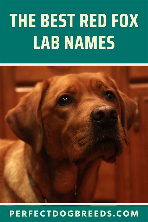 Red Fox Lab Names Guide