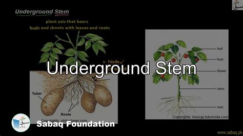 Underground Stem, General Science Lecture | Sabaq.pk - YouTube