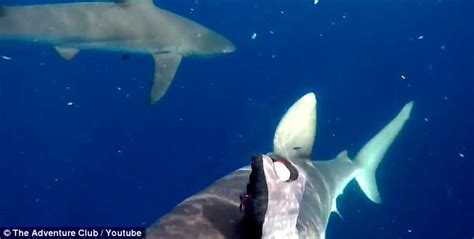 2 deadly Galapagos sharks attack NZ fisherman near Brazil | Daily Mail ...