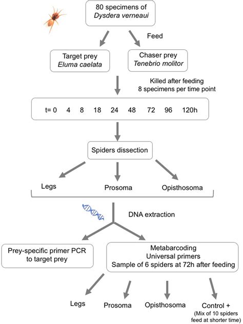 Diagram showing the experimental design and methodology used in the ...