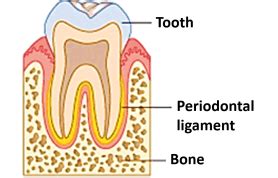 Joints - Fibrous - Cartilaginous -Types -Features - AnatomyQA