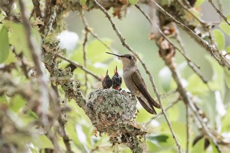 10 Adorable Pictures of Baby Hummingbirds - Birds and Blooms