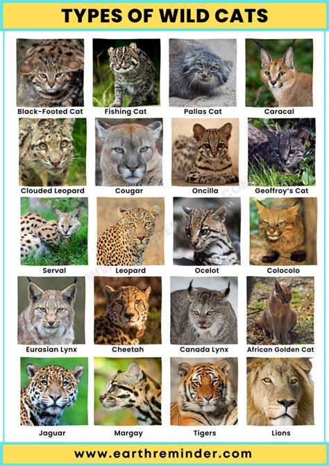 Cat Species With Names