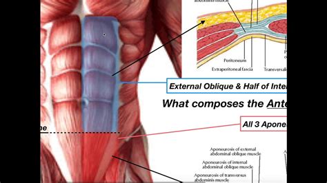 Anatomy of the Rectus Sheath - YouTube