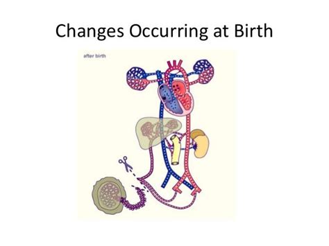 Fetal circulation & changes occurring at birth