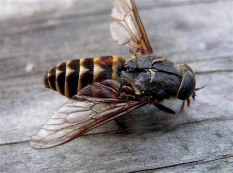 Treating Infestation of Bot Fly: How to Remove Them Efficiently? - PestWiki