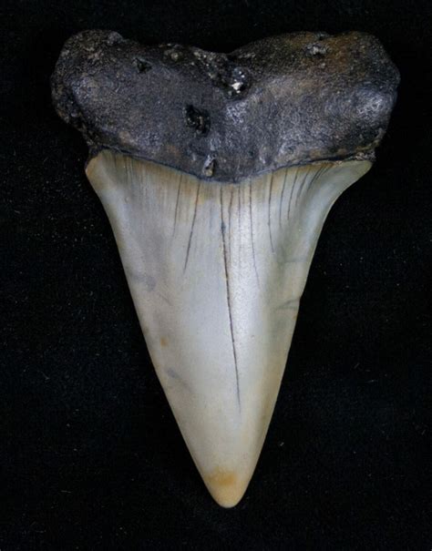 Large 2.36" Fossil Mako (Isurus) Tooth (#10505) For Sale - FossilEra.com