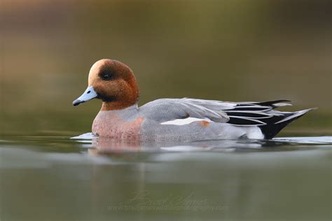 Tips on Photographing Waterfowl... — Brad James Wildlife Photography