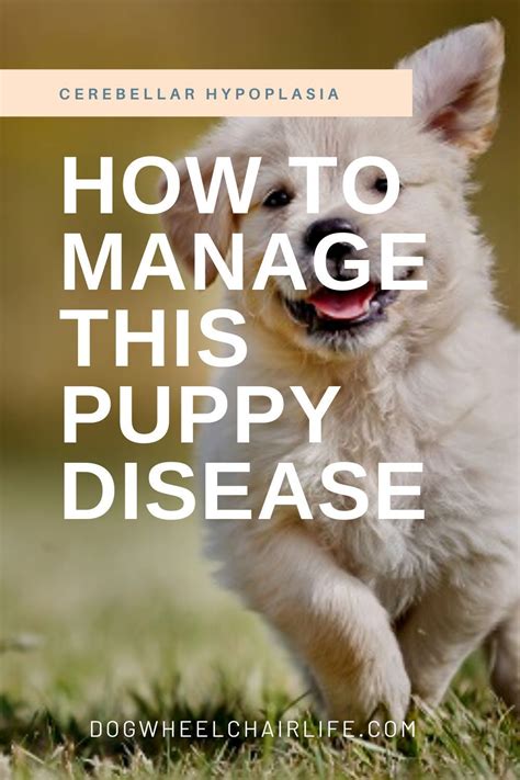 Cerebellar Hypoplasia: Managing This Puppy Disease | Dog health tips ...