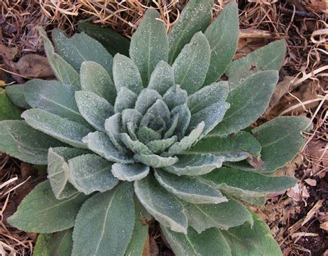 mullein-leaves - The Plant Guide