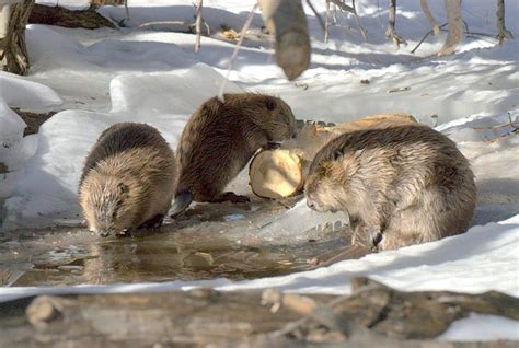 Tahoe wildlife species: Some are more rare to see than others ...