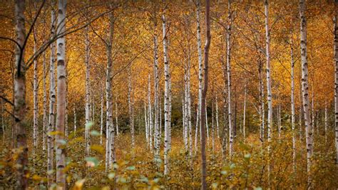 Birch trees in autumn, Drammen, Norway - Bing Gallery