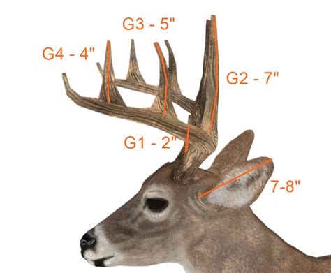 Whitetail Antlers Side View