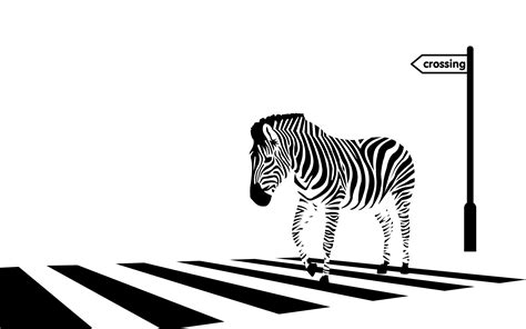 Zebra Crossing Vector by Pachyderm11 on DeviantArt