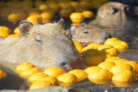 See Capybaras Bathing in Onsen! 9 Locations in Japan - Japan Travel ...