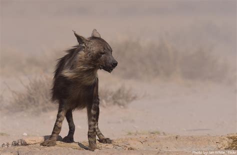 Interesting facts about hyenas | Just Fun Facts