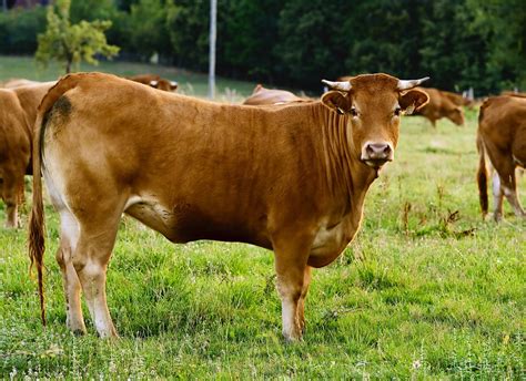 Limousin cow, free photo files, #1057895 - FreeImages.com