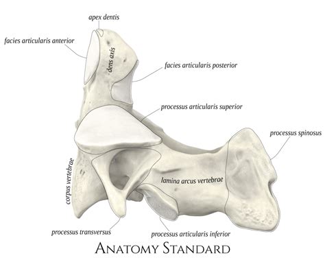 Axis. Lateral view | Cervical vertebrae, Vertebrae, Cervical