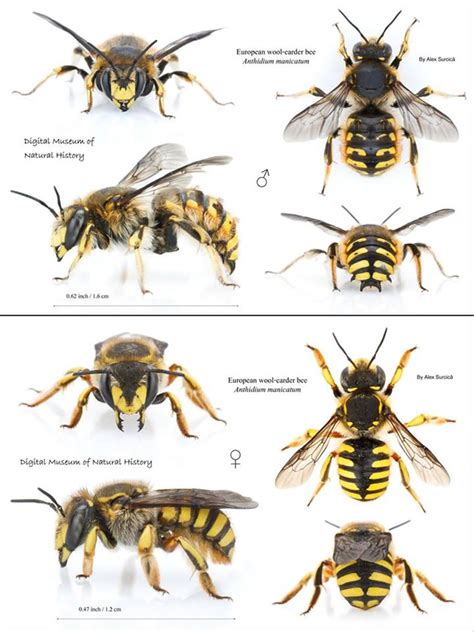 Is this a nest and which wasp species? - Biology Stack Exchange