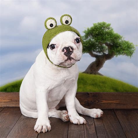 Funny French Bulldog Puppy Photograph by Maika 777