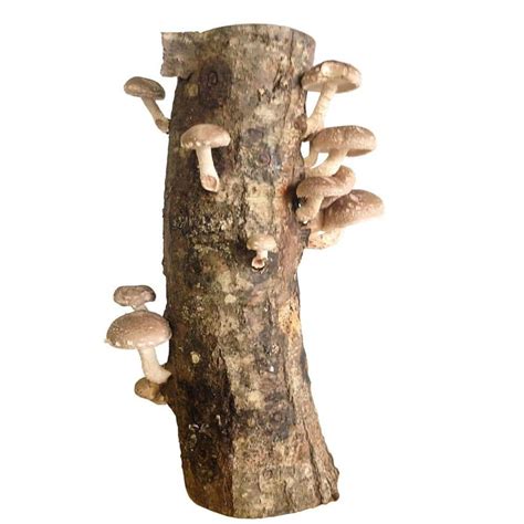 12 in. Shiitake Mushroom Log 12Shiitake - The Home Depot