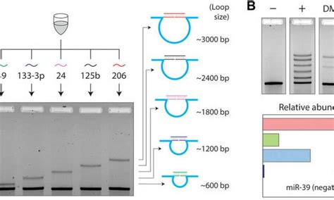 Cellular microRNA detection with miRacles