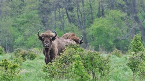 Save Białowieża, Poland’s last primeval forest! - Rainforest Rescue