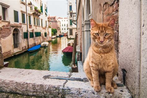 100+ Italian Cat Names That Are Bellisimo | Great Pet Care