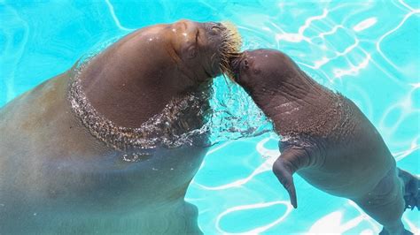 Meet Canada's 1st baby walrus born in captivity - Montreal - CBC News