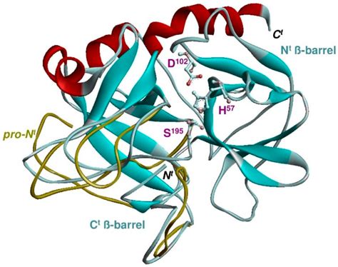 IJMS | Free Full-Text | Origin and Expansion of the Serine Protease ...