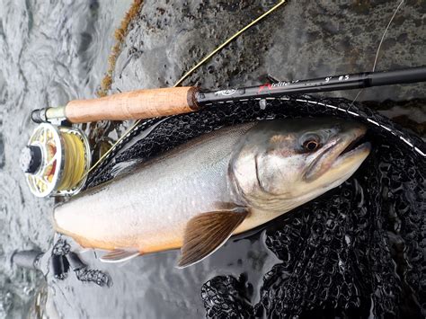 Arctic char - Fishing in Wales