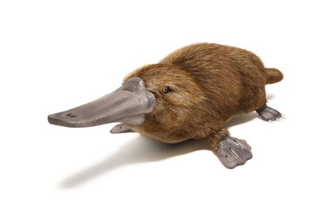 Platypus Facts (Ornithorhynchus anatinus)