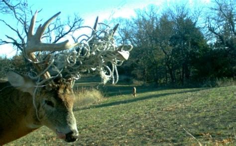 Hunting Food Plots: Where to Plant? | Whitetail Habitat Solutions