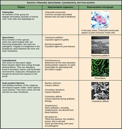 Structure of Prokaryotes: Bacteria and Archaea – Introductory Biology ...