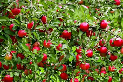 11 Dwarf Fruit Trees You Can Grow in Small Yards