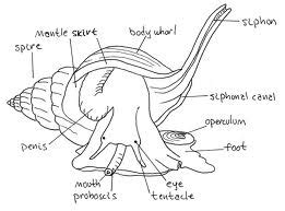 Huntsman Marine Science Centre: Creature Feature - Waved Whelk