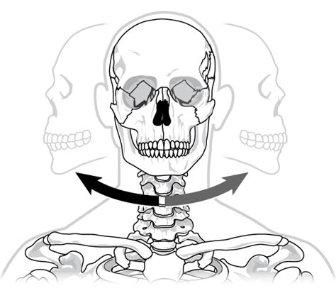 Types of Synovial Joints | Biology for Majors II