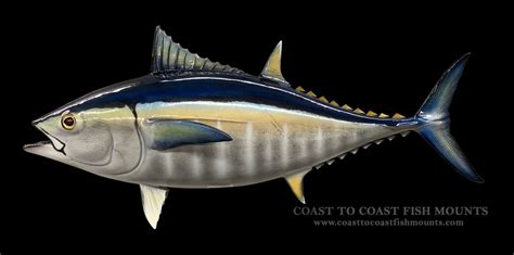 36" Blackfin Tuna Fish Mount Replica