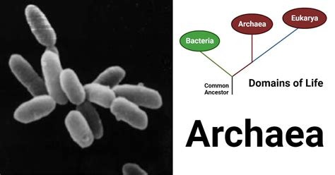 Archaebacteria Examples With Scientific Names