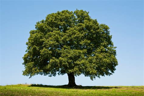 Ancient oak trees to shed light on the climate of the past 4500 years