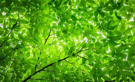 HD wallpaper: green leaves tree under white sky, wood, the leaves, twig ...