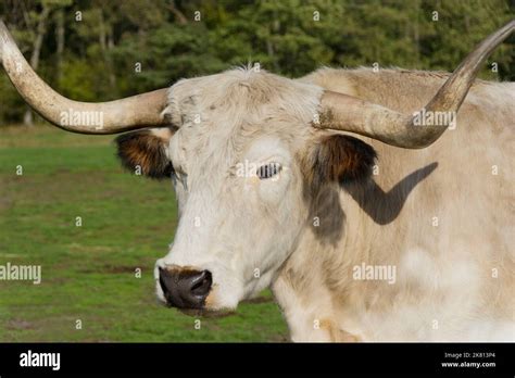 Heck cattle in close-up Stock Photo - Alamy