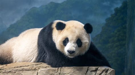 The Giant Pandas Have Left the National Zoo. What’s Next for U.S.-China ...