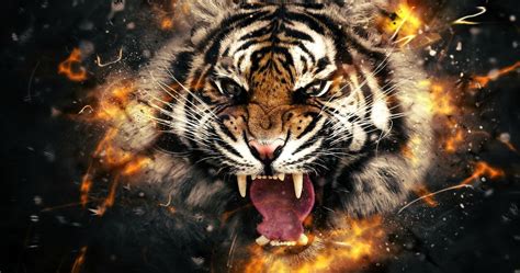 15 Top 4k wallpaper tiger You Can Download It For Free - Aesthetic Arena