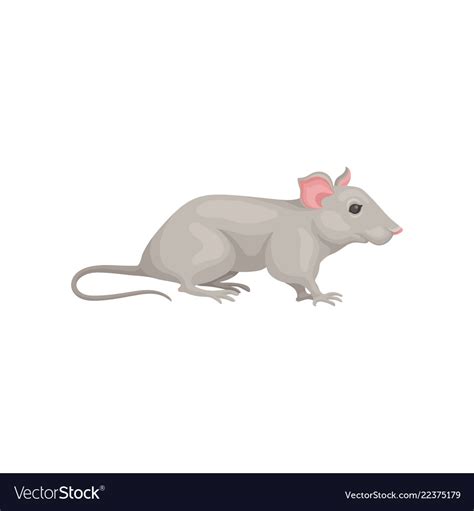 Small domestic mouse side view cute gray rodent Vector Image