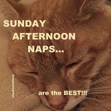 Sunday afternoon naps are the best! | Afternoon nap, Humor, Nap