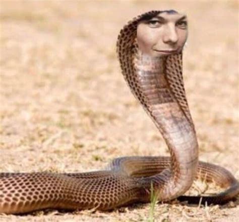 Pin by Gabrielli on Memes | Snake, Leopards, Snake venom