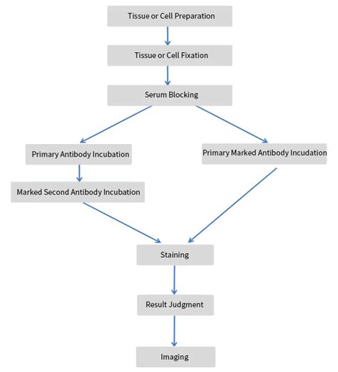 Immunofluorescence Protocol (IF Protocol) | Sino Biological