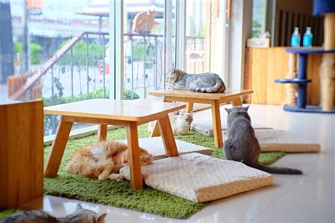 Seattle Launches its First Cat Cafe