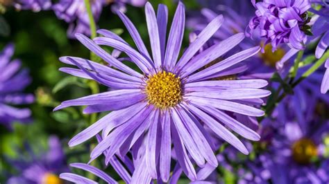 24 Gorgeous Types of Aster Flowers (#11 Is Wow)